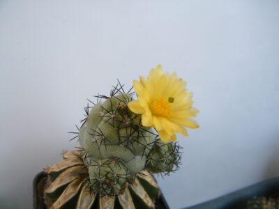Ortegocactus macdougalii - Зображення 2