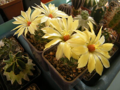 Dolichothele sphaerica - Зображення 2