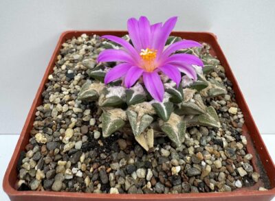 Ariocarpus kotschoubeyanus v. elephantidens, Bella Vista del Rio, Qro. - Зображення 2