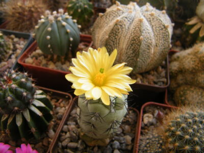 Ortegocactus macdougalii - Зображення 2