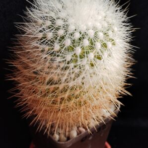 Thelocactus conothelos v. macdowellii