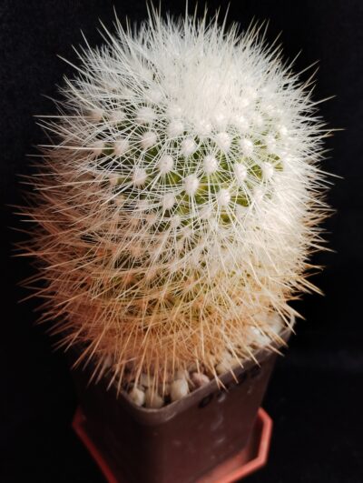 Thelocactus conothelos v. macdowellii