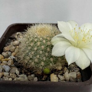 DR. Rebutia senilis cv. "Rose of York"