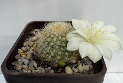 DR. Rebutia senilis cv. "Rose of York"