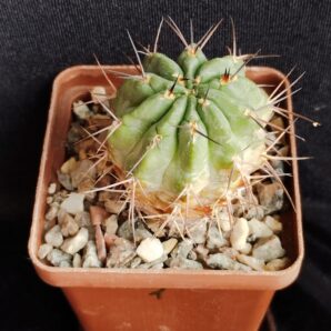 Acantocalycium munitum DH10