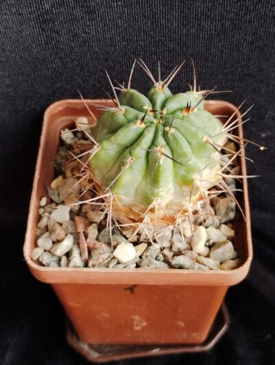 Acantocalycium munitum DH10