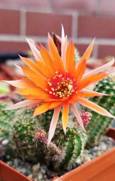 Chamaecereus hybrid Pan17.5.35 - Зображення 3