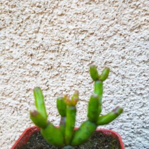 Hatiora ( Rhipsalis ) salicornioides