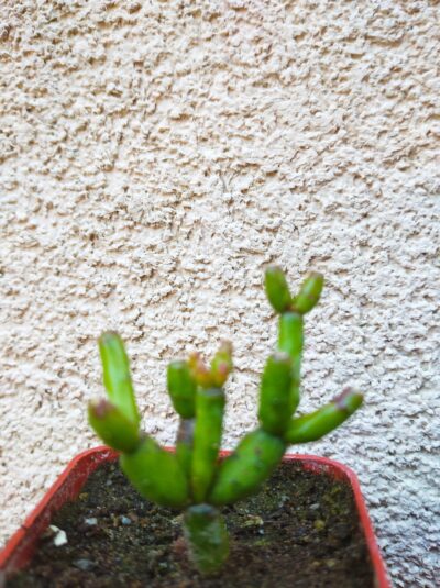 Hatiora ( Rhipsalis ) salicornioides
