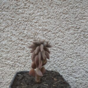 Peperomia wolfgang-krahnii