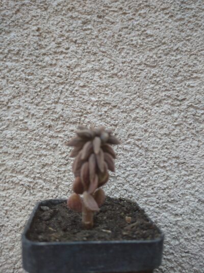 Peperomia wolfgang-krahnii