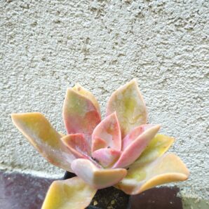 Echeveria hybr.