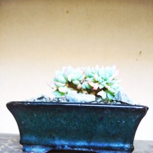 Pachyveria sp. cv. cristata