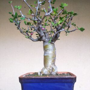 Commiphora abyssіnіca
