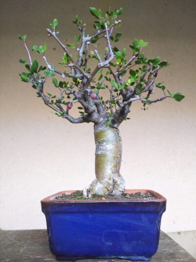 Commiphora abyssіnіca