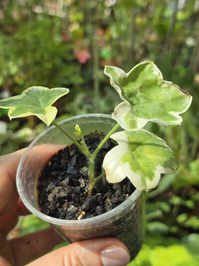 Pelargonium Elbe Silver - Зображення 2