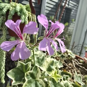 Pelargonium Elbe Silver