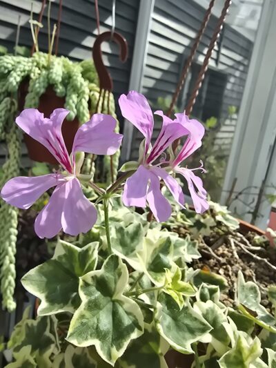 Pelargonium Elbe Silver