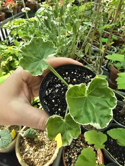 Pelargonium Vaito Rungu - Зображення 2