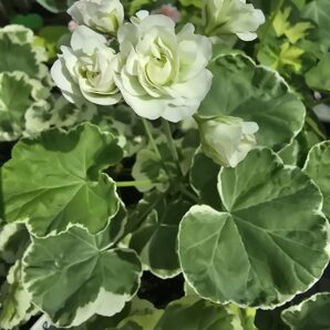 Pelargonium Vaito Rungu