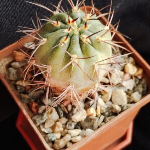 Acantocalycium munitum DH10
