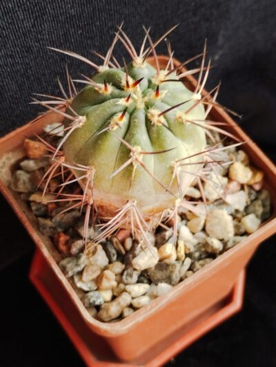 Acantocalycium munitum DH10