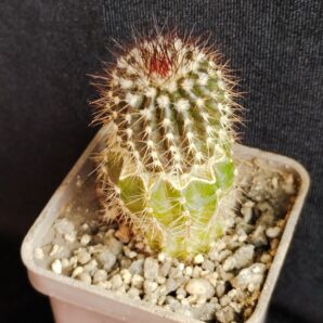 Uebelmannia pectinifera v. multicostata HU106