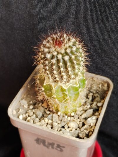Uebelmannia pectinifera v. multicostata HU106