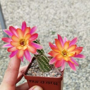 Chamaecereus hybrid Pan19.191.02 Fogara