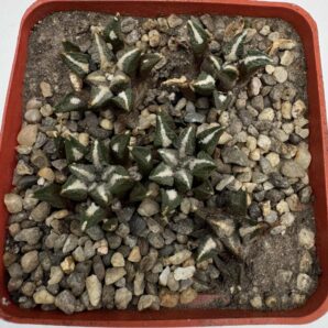 Ariocarpus kotschoubeyanus v. elephantidens