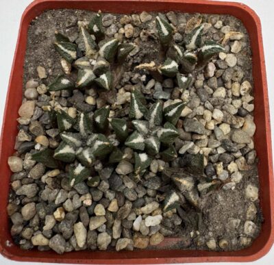Ariocarpus kotschoubeyanus v. elephantidens