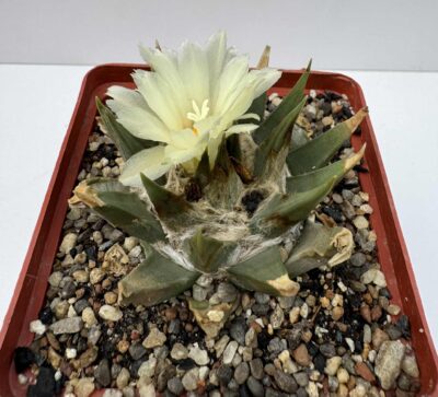 Ariocarpus trigonus v. horacekii, Jaumave, Balneario, Tam. - Зображення 2