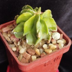 Astrophytum hybr.