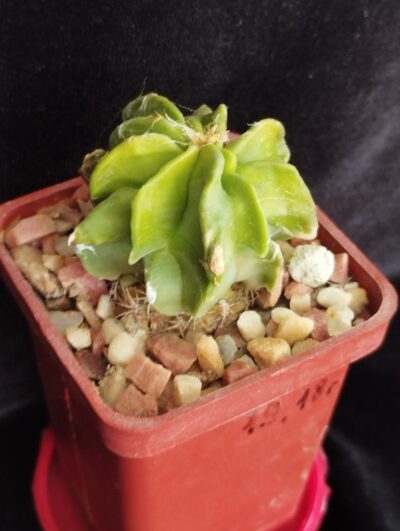Astrophytum hybr.