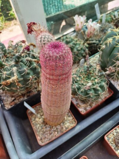 Echinocereus rigidissimus subs. rubispinus - Зображення 2