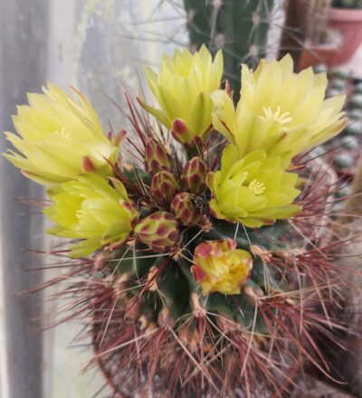 Ferocactus longihamatus - Зображення 2