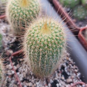 Eriocactus leninghausii