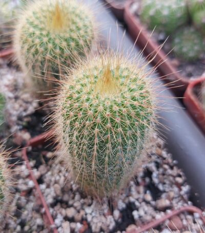Eriocactus leninghausii