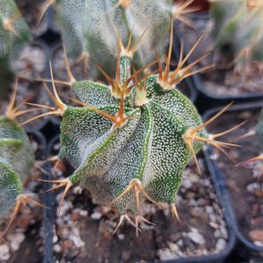 Astrophytum ornatum