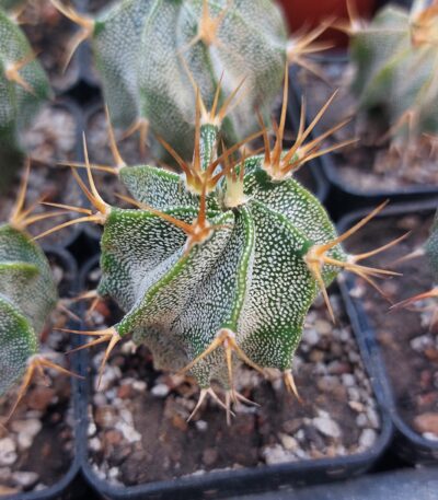 Astrophytum ornatum