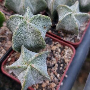 Astrophytum myriostigma