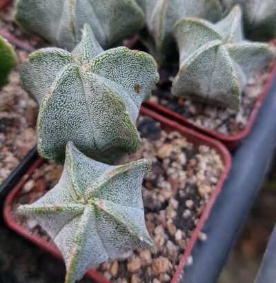 Astrophytum myriostigma