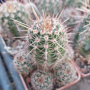 Lobivia aurea v.shaferi