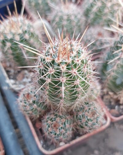 Lobivia aurea v.shaferi