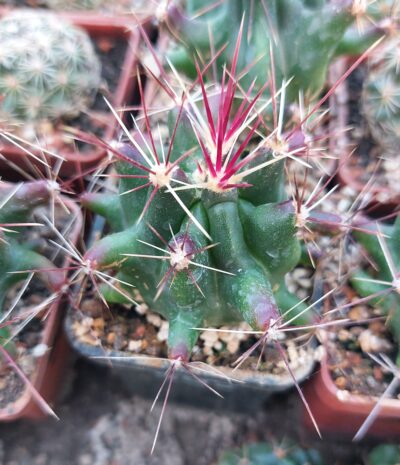 Ferocactus longihamatus