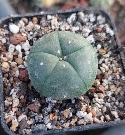 Lophophora williamsii