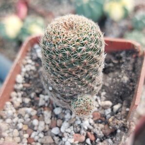 Aylostera heliosa v.condorensis RH276