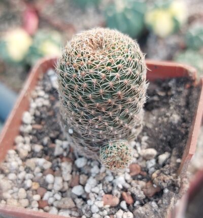 Aylostera heliosa v.condorensis RH276