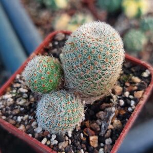 Rebutia heliosa