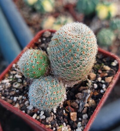 Rebutia heliosa